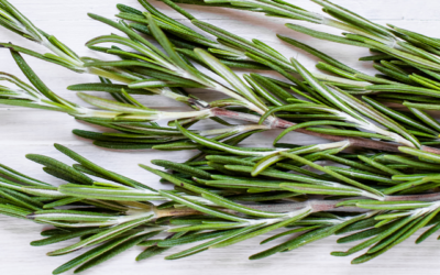 Rosemary: an ancient treasure for modern hair care